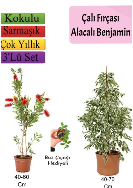 Beyaz Alacalı Benjamin Bitkisi+ Fırça Çalısı+ Buz Çiçeği Hediyeli