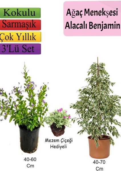 Beyaz Alacalı Benjamin Bitkisi+ Ağaç Menekşesi (Duranta)+ Mezem Çiçeği Hediyeli