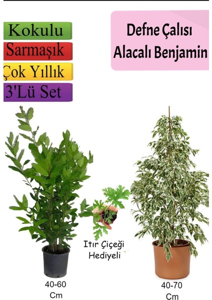 Serada Decor Plant Beyaz Alacalı Benjamin Bitkisi+ Defne Çalısı+ Itır Çiçeği Hediyeli