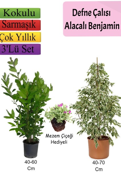 Beyaz Alacalı Benjamin Bitkisi+ Defne Çalısı+ Mezem Çiçeği Hediyeli