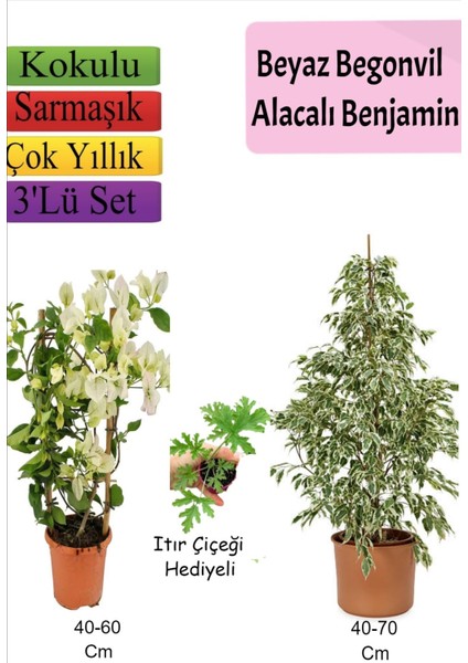 Beyaz Alacalı Benjamin Bitkisi+ Beyaz Begonvil+ Itır Çiçeği Hediyeli