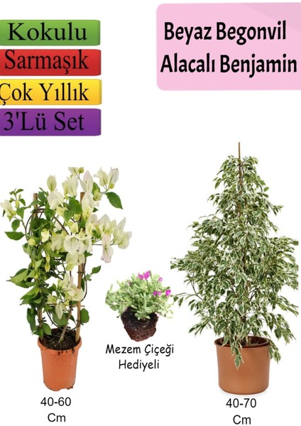 Serada Decor Plant Beyaz Alacalı Benjamin Bitkisi+ Beyaz Begonvil+ Mezem Çiçeği Hediyeli