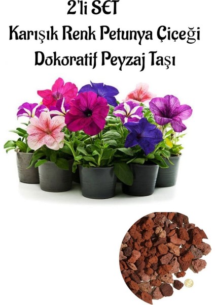 Karışık Renk Petunya Çiçeği 10 ADET(10-20CM)+CURF Dekoratif Taş 2lt 2'li Bahçe Peyzaj Seti