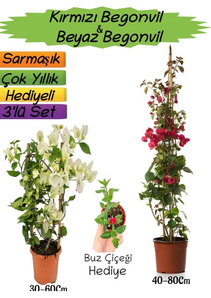 Kırmızı Renk Begonvil+Beyaz Begonvil+Buz Çiçeği Hediyeli 3'lü Peyzaj Seti
