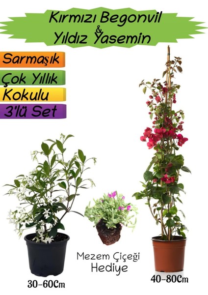 Kırmızı Renk Begonvil+Kokulu Yıldız Yasemin+Mezem Çiçeği Hediyeli 3'lü Peyzaj Seti