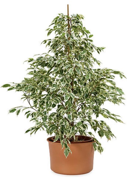 Alacalı Beyaz Benjamin Bitkisi+ Hedera Helix Sarmaşığı+ Gül Fidanı Hediyeli