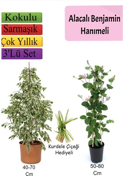 Alacalı Beyaz Benjamin Bitkisi+ Hanımeli+ Kurdele Çiçeği Hediyeli