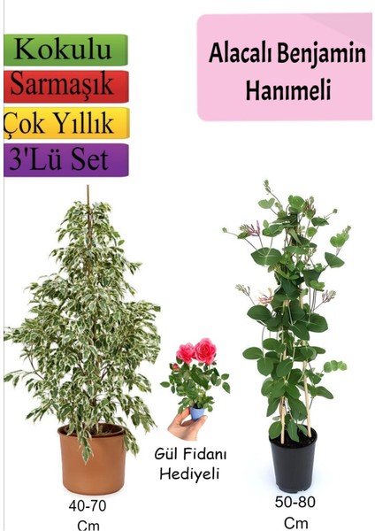 Alacalı Beyaz Benjamin Bitkisi+ Hanımeli+ Gül Fidanı Hediyeli