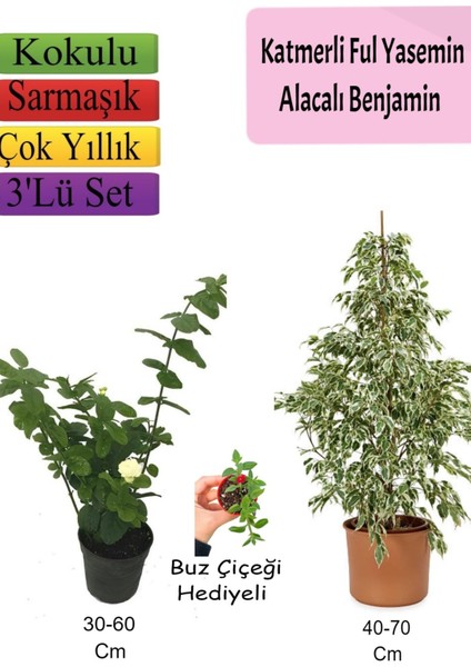 Beyaz Alacalı Benjamin Bitkisi+ Katmerli Ful Yasemin+ Buz Çiçeği Hediyeli