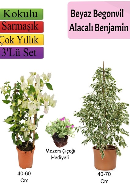 Beyaz Alacalı Benjamin Bitkisi+ Beyaz Begonvil+ Mezem Çiçeği Hediyeli