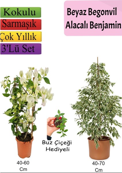 Beyaz Alacalı Benjamin Bitkisi+ Beyaz Begonvil+ Buz Çiçeği Hediyeli