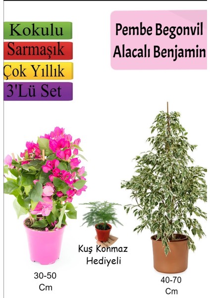 Beyaz Alacalı Benjamin Bitkisi+ Pembe Bodur Begonvil+Tül Çiçeği Hediyeli