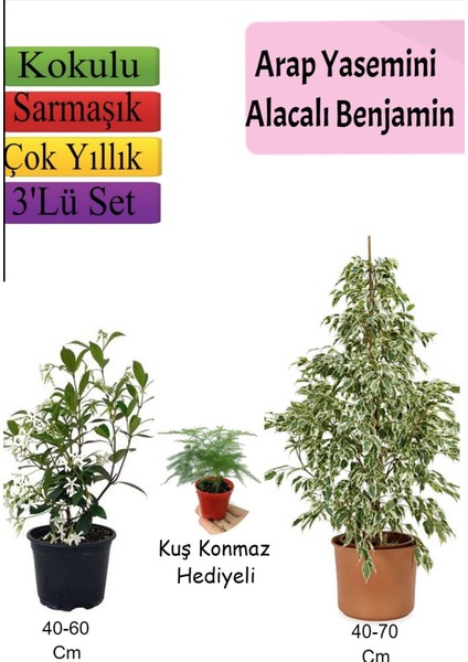 Beyaz Alacalı Benjamin Bitkisi+ Arap Yasemini+ Tül Çiçeği Hediyeli