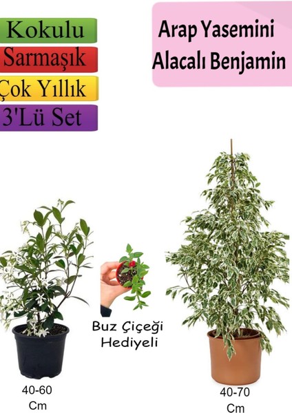 Beyaz Alacalı Benjamin Bitkisi+ Arap Yasemini+ Buz Çiçeği Hediyeli