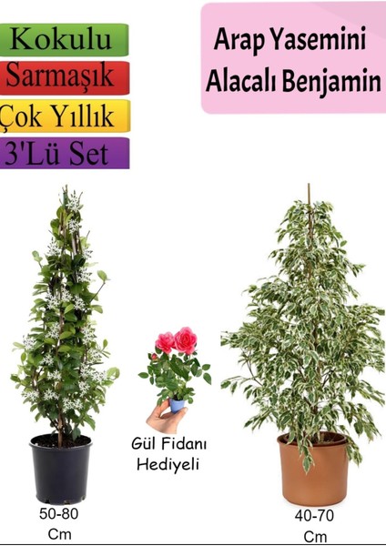 Beyaz Alacalı Benjamin Bitkisi+ Arap Yasemini+ Gül Fidanı Hediyeli
