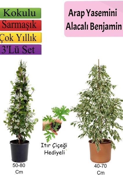 Beyaz Alacalı Benjamin Bitkisi+ Arap Yasemini+ Itır Çiçeği Hediyeli