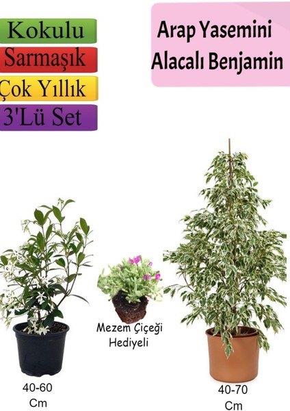 Beyaz Alacalı Benjamin Bitkisi+ Arap Yasemini+ Mezem Çiçeği Hediyeli