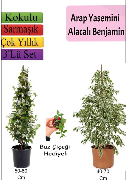Beyaz Alacalı Benjamin Bitkisi+ Arap Yasemini+ Buz Çiçeği Hediyeli