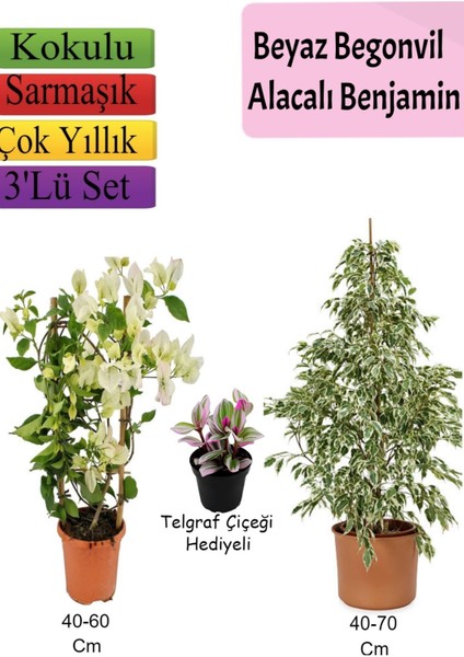 Beyaz Alacalı Benjamin Bitkisi+ Beyaz Begonvil+ Telgraf Çiçeği Hediyeli