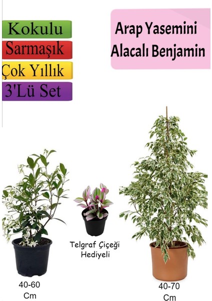 Beyaz Alacalı Benjamin Bitkisi+ Arap Yasemini+ Telgraf Çiçeği Hediyeli