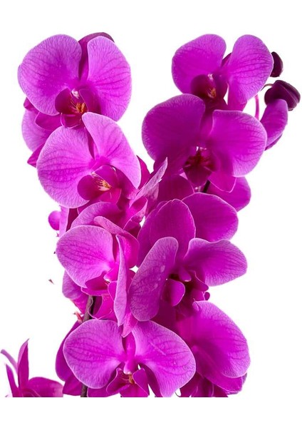 Mor Orkide - Hediye Paketli - Purple Orchid modelleri