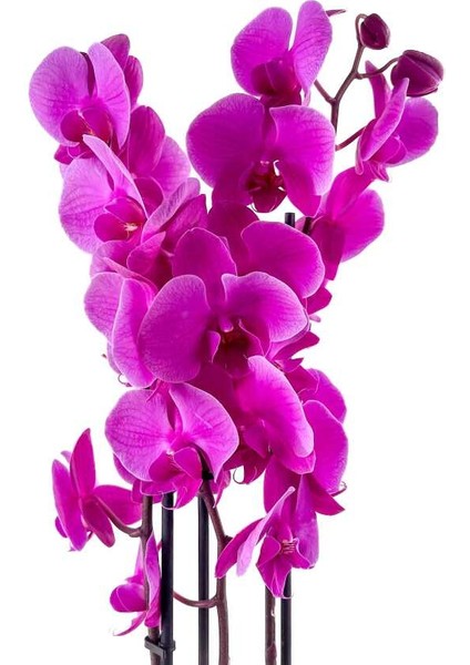 Mor Orkide - Hediye Paketli - Purple Orchid fiyatları