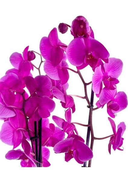 Mor Orkide - Hediye Paketli - Purple Orchid fırsatları