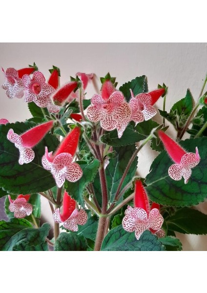 Rd's Birka Kohleria Japon Küpelisi Çiçeği Fidesi (Mini Saksıda)