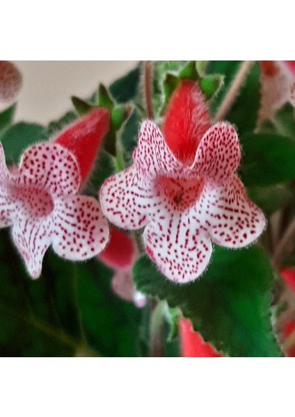 Rd's Birka Kohleria Japon Küpelisi Çiçeği Fidesi (Mini Saksıda) fiyatları