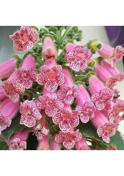 Koleksiyonluk Leah Kohleria Japon Küpelisi Çiçeği Fidesi (Mini Saksıda)