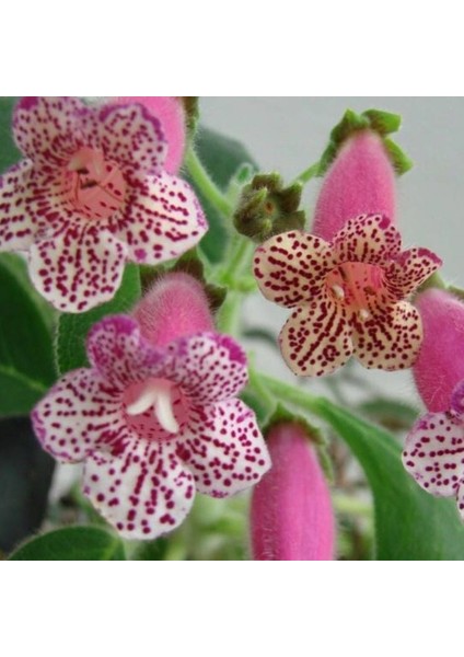 Koleksiyonluk Leah Kohleria Japon Küpelisi Çiçeği Fidesi (Mini Saksıda) fiyatları