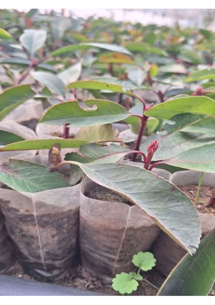 Alev Çalısı Fidanı (10-20 Cm) 30 Adet Tüplü Dış Mekan Bitkisi modelleri