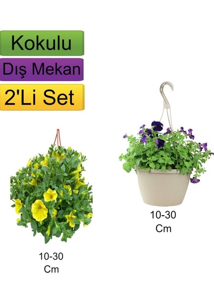 2'li Set Sarı + Mor Renkli Petunya Çiçeği