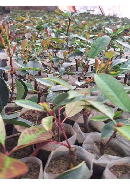 Alev Çalısı Fidanı (10-20 Cm) 30 Adet Tüplü Dış Mekan Bitkisi