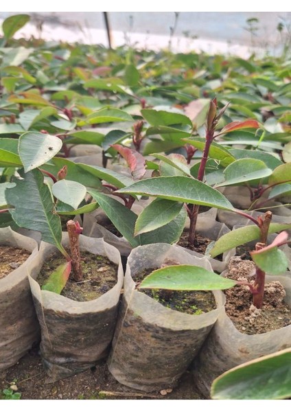 Alev Çalısı Fidanı (10-20 Cm) 30 Adet Tüplü Dış Mekan Bitkisi fiyatları