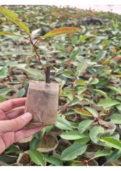 Alev Çalısı Fidanı (10-20 Cm) 30 Adet Tüplü Dış Mekan Bitkisi fırsatları