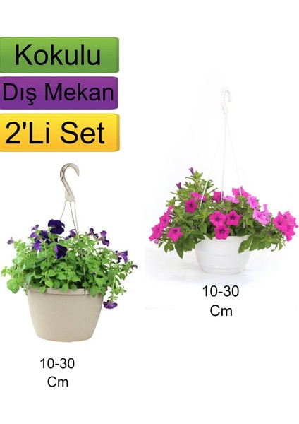 2'li Set Mor+ Pembe Renkli Petunya Çiçeği