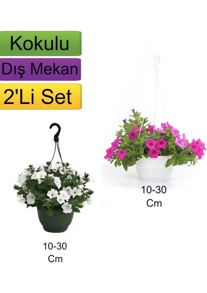 2'li Set Beyaz + Pembe Renkli Petunya Çiçeği