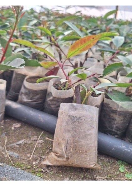 Alev Çalısı Fidanı (10-20 Cm)10 Adet Tüplü Dış Mekan Bitkisi fırsatları