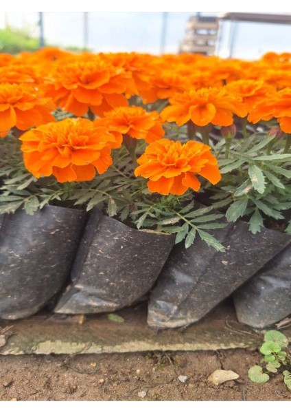 Mis Kokulu Turuncu Renk Çıtır Kadife Çiçeği (5-20 Cm) 3 Adet Tüplü Dış Mekan Bitkisi