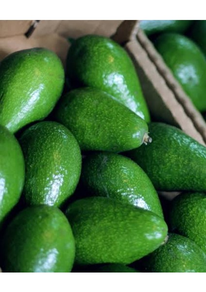 Tüplü Aşılı Fuerte Avakado Fidanı 2 Yaş 1m