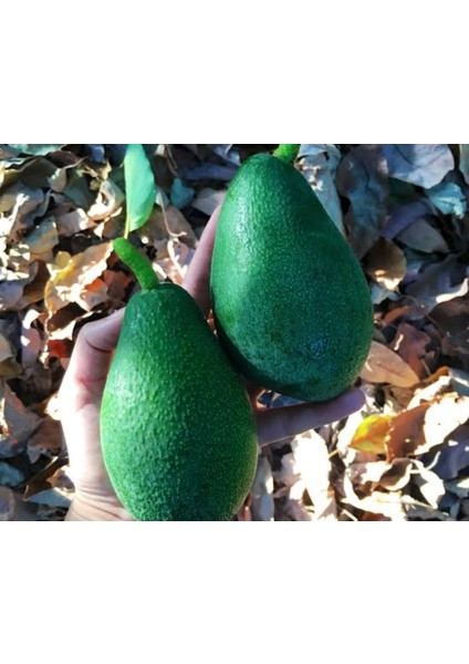 Tüplü Aşılı Fuerte Avakado Fidanı 2 Yaş 1m fiyatları