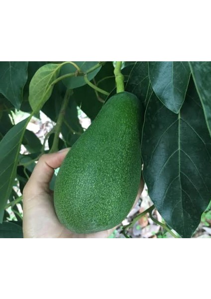 Tüplü Aşılı Fuerte Avakado Fidanı 2 Yaş 1m modelleri