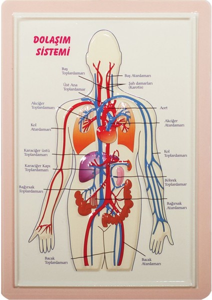 Dağtaş Kırtasiye Kabartma Anatomi Levhası  Dolaşım Sistemi A4 Boyutlu