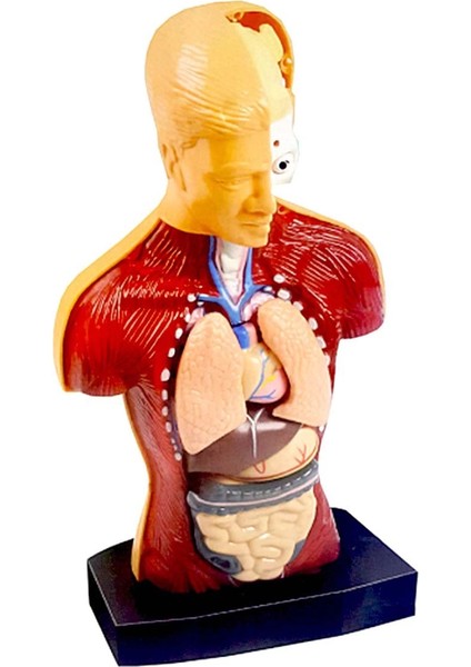 The Human Body Insan Vücudu 3D Eğitim Seti 3301