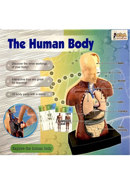 The Human Body Insan Vücudu 3D Eğitim Seti 3301