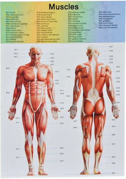 The Human Body Insan Vücudu 3D Eğitim Seti 3305