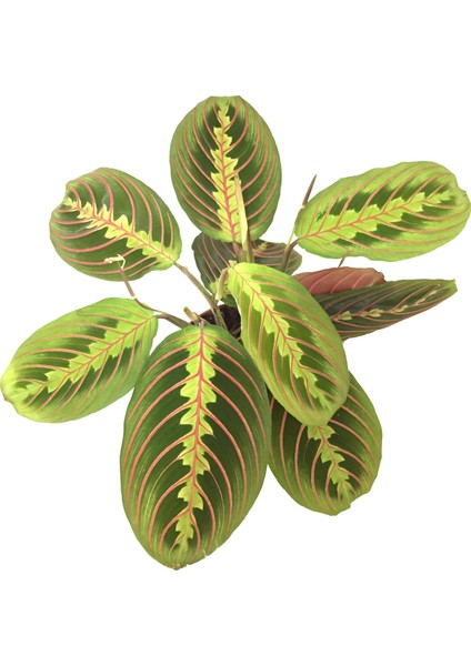 Maranta Leuconeura (Dua Çiçeği) fiyatları