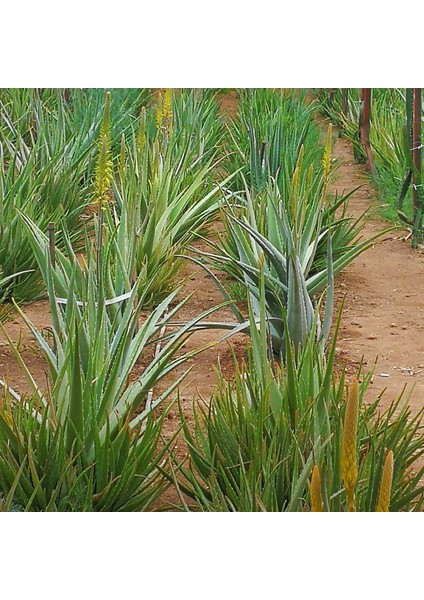 Akdeniz Aloe Vera 4 Adet Aloe Vera Fidanı 20- 30 cm