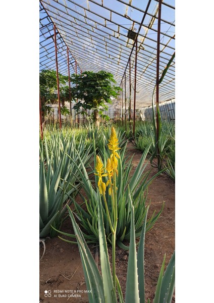 Akdeniz Aloe Vera 4 Adet Aloe Vera Fidanı 20- 30 cm